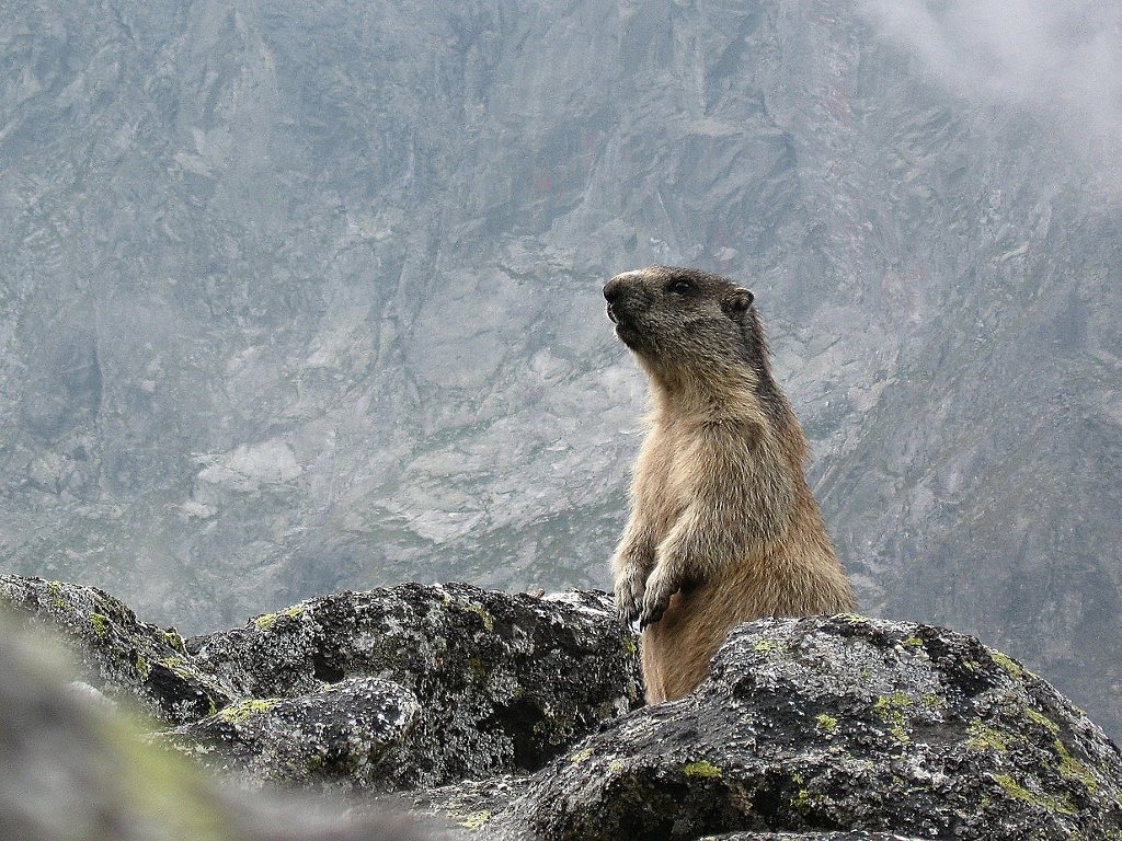 Świstak Tatrzański (Autor: Krzysztof Górecki, CC BY-SA 3.0) Świstak Tatrzański (Autor: Krzysztof Górecki, CC BY-SA 3.0)